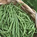 BEANS, BLUE LAKE 274 BUSH 1/2