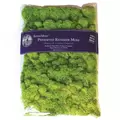 SuperMoss 8oz Reindeer Moss Chartreuse