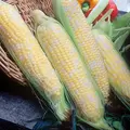 CORN BUTTER/SUGAR BICOLOR-1/2