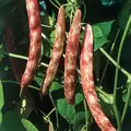 Beans, Taylor Horticulture Bush - 1lb