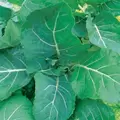 Collards, Georgia - 4oz