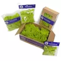SuperMoss 8oz Reindeer Moss Moss Green