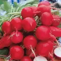 RADISH, CHERRY BELLE 1/2 OZ EACH