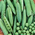 Peas, Thomas Laxton - 1/2lb