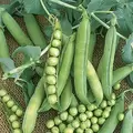 Peas, Wando - 1/2lb