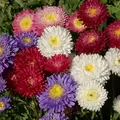 ASTER, POWDERPUFF 1/4 OZ. EACH