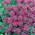 ALYSSUM, ROYAL CARPET - 1/8 OZ EACH
