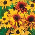 DAISY, RUDBECKIA HIRTA-1/16 OZ EACH
