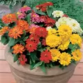 ZINNIA, SHORT STUFF MIXTURE 1000/PKT