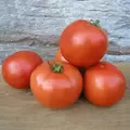 Tomato, Early Girl - 1,000 Seed Count