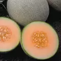 Cantaloupe , Ambrosia Hyb - 500 Sd Ct