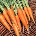 Carrot, Chantenay - 1lb