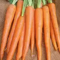 Carrot, Imperator - 1/2oz