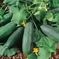 CUCUMBER, BUSH CROP - 1/2 OZ EACH