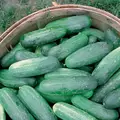 CUCUMBER, IM LONG GREEN 1/2 OZ EACH