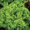 LETTUCE, GRAND RAPIDS-1/2 OZ EACH