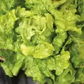 LETTUCE, GREEN ICE 1/2 LB. EACH