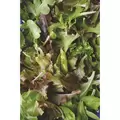 Mixed Greens - 1oz