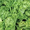 Mustard, Old Fashion - 1lb