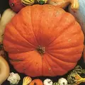 Pumpkin, Big Max - 1/2oz