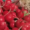 RADISH, CHAMPION 1/2 OZ EACH