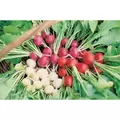 Radish, Easter Egg - 1/2oz