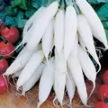 Radish, Long White Icicle - 1/2oz