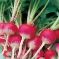 Radish, Sparkler White Tip - 1lb