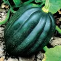 Squash, Table Queen Acorn - 1/2oz