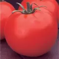 Tomato, Celebrity Untreated - 5,000 Sd Ct