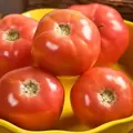 Tomato, Pink Girl Untreated - 5,000 Sd Ct