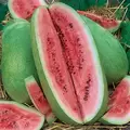 WATERMELON CHARLESTON GREY 1/2 EACH
