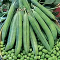 Peas, Laxton Progress