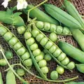 Peas, Little Marvel 1/2