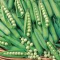 Peas, Knight Treated - 1lb