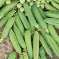 Peas, Maestro Treated - 25lb