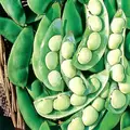 LIMAS, THOROGREEN - TREATED 50