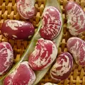 Limas, Large Red Speckled Pole - 50lb