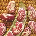 Limas, Giant Calico Pole - 1/2lb