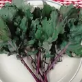 Kale, Red Russian - 1lb