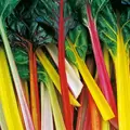 Swiss Chard, Northern Lights - 1/2lb