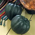 Squash, Taybelle Hybrid 1,000 Seed