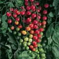 Tomato, Super Sweet 100 - 1,000 Seed Count