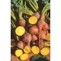 Beets, Golden Detroit - 1/2oz