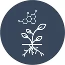 Rooting Hormones