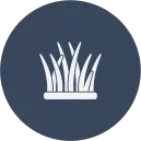 Bermuda Grass Seed