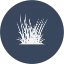 Fine Fescue