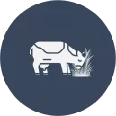 Forage grasses