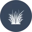 Zoysia