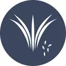 Turf Seeds